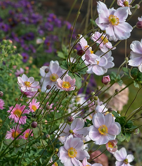 Amazing Anemone flower in flower bed. Perfect  illustration for blooming Japanese Anemone 